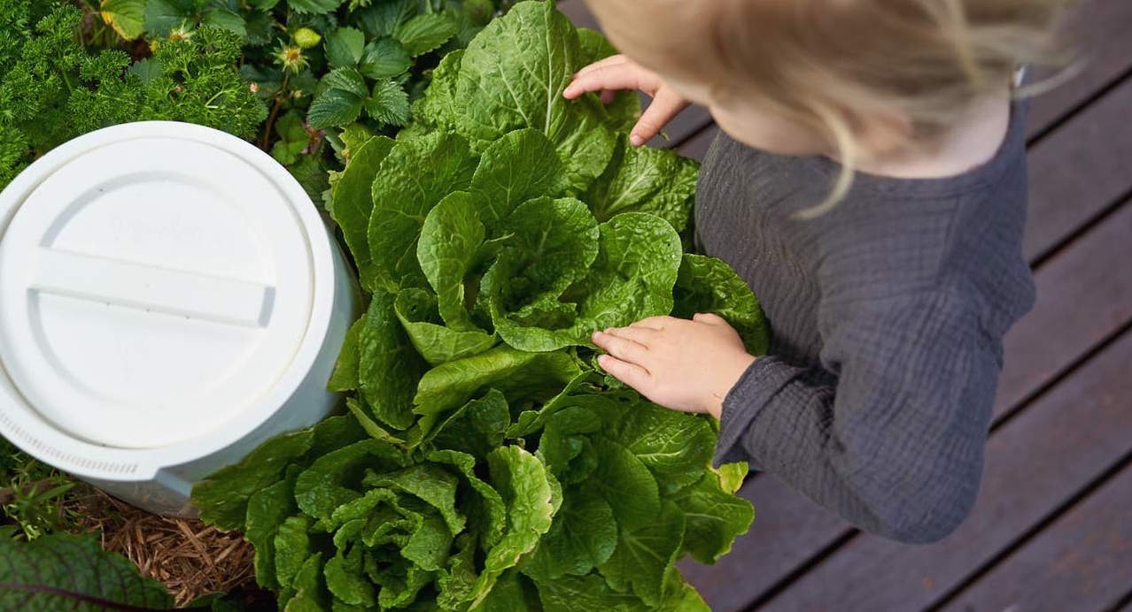 Compost worms