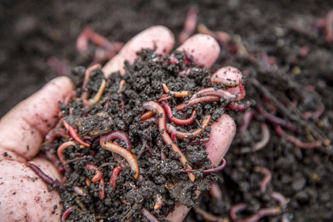 Small Box Red Wriggler Composting Worms