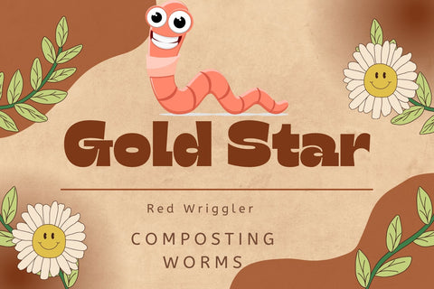 Red Wriggler Compost Worms