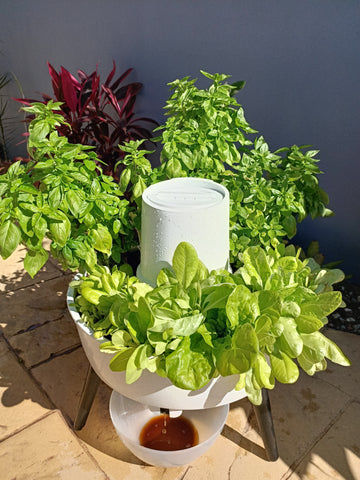 Composta Organic Wormfarm/Herb pot