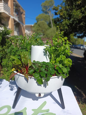 Composta Wormfarm & Garden in One