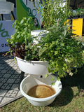Composta Starter Kit  ''Garden & Worm Farm in One''