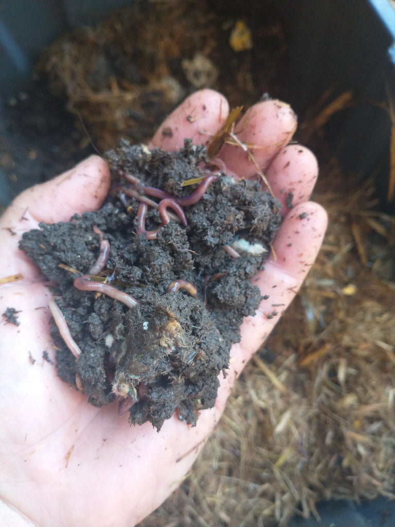 *EXPRESS POSTED*   Composting Worms
