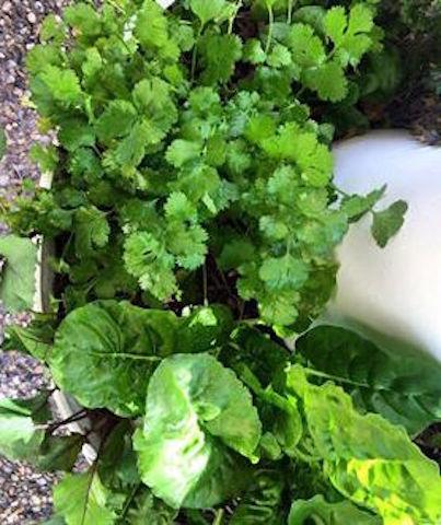 Organic herbs and vegetables